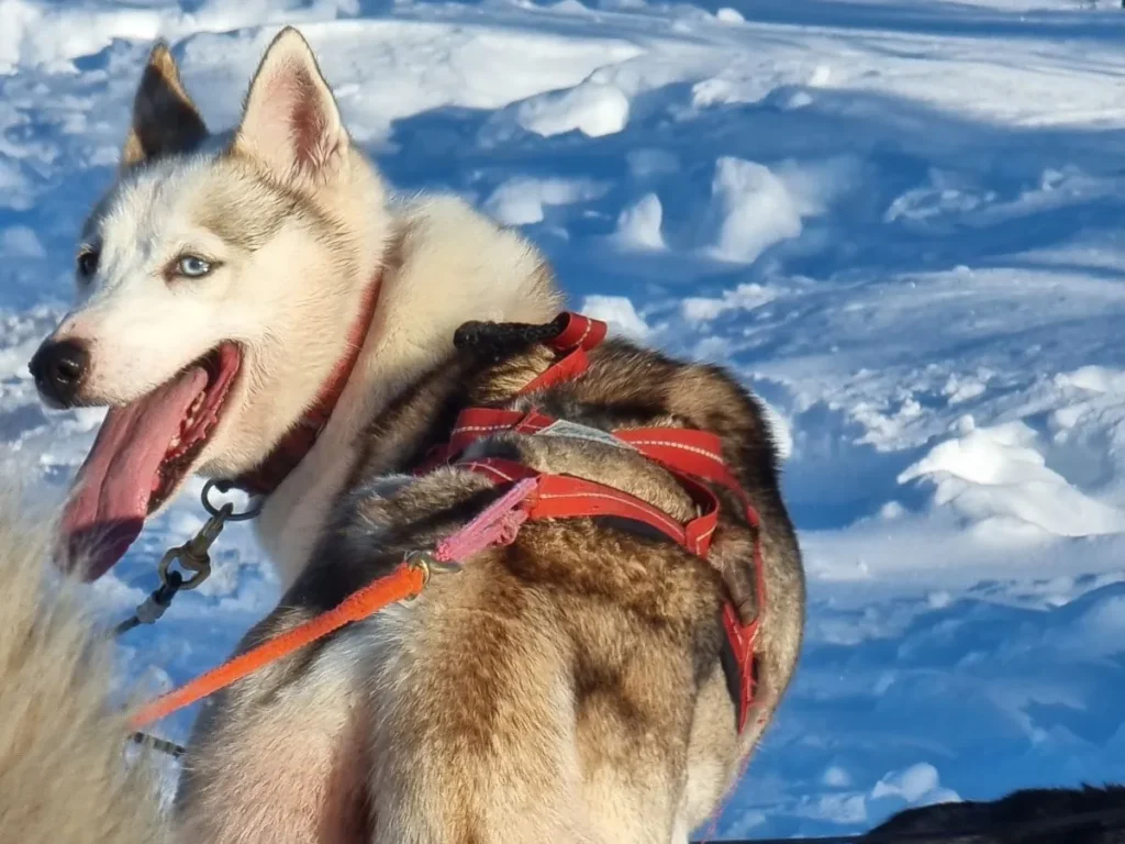 staat een huskytocht lapland ook bij jou op je bucketlist