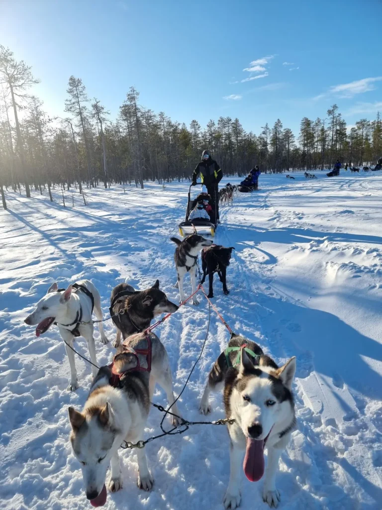 husky tocht lapland