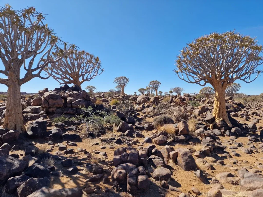 bezienswaardigheden in namibie kokerbomenwoud