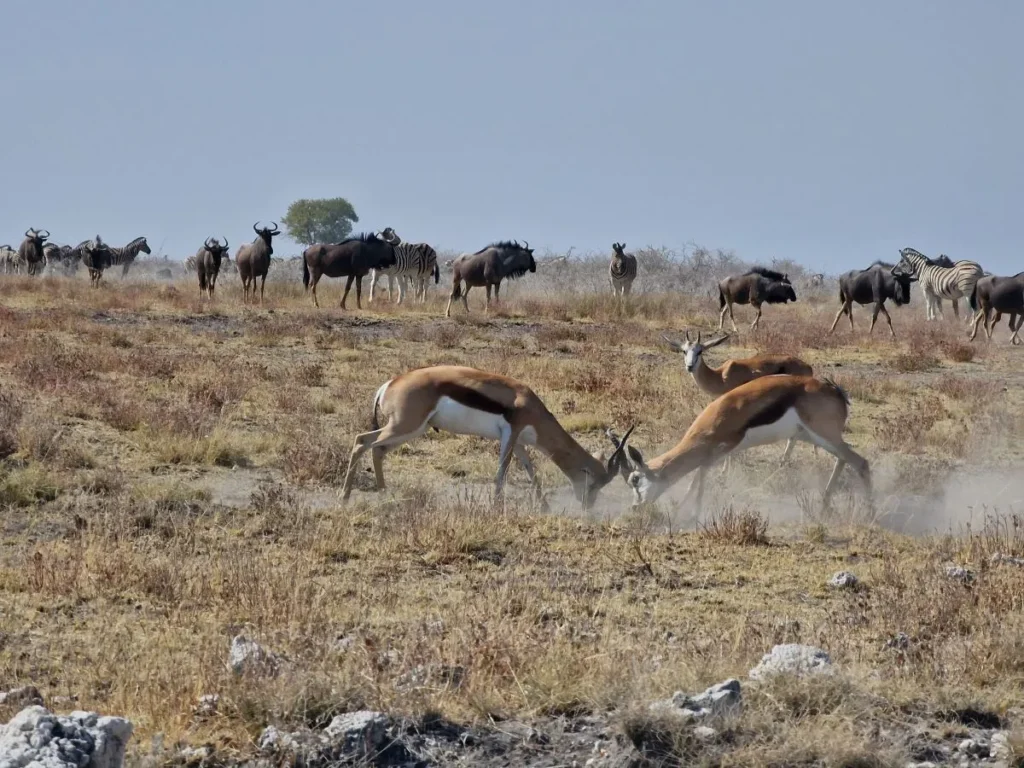 etosha namibie