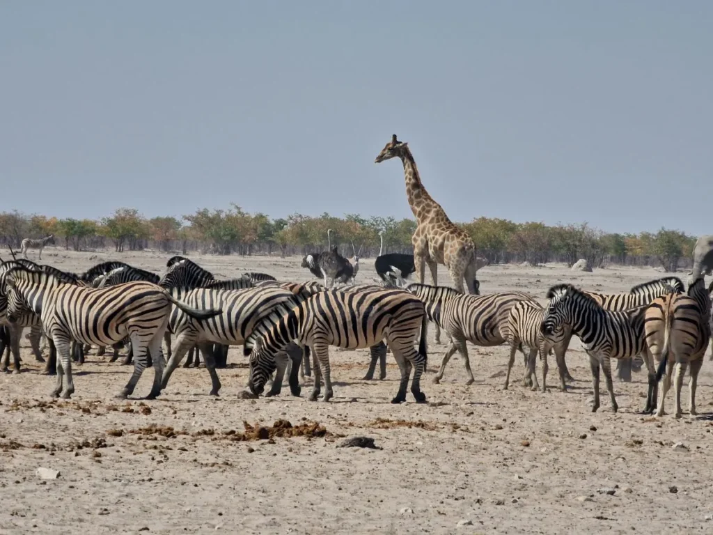 etosha national park