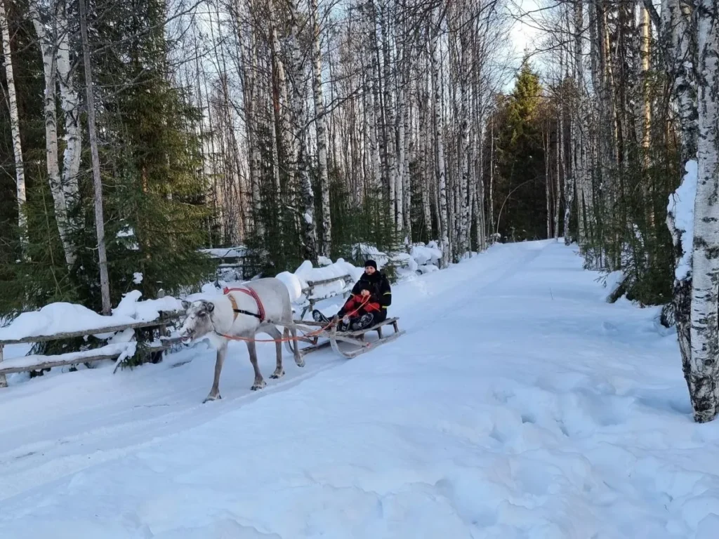 rendiersafari activiteiten in fins lapland