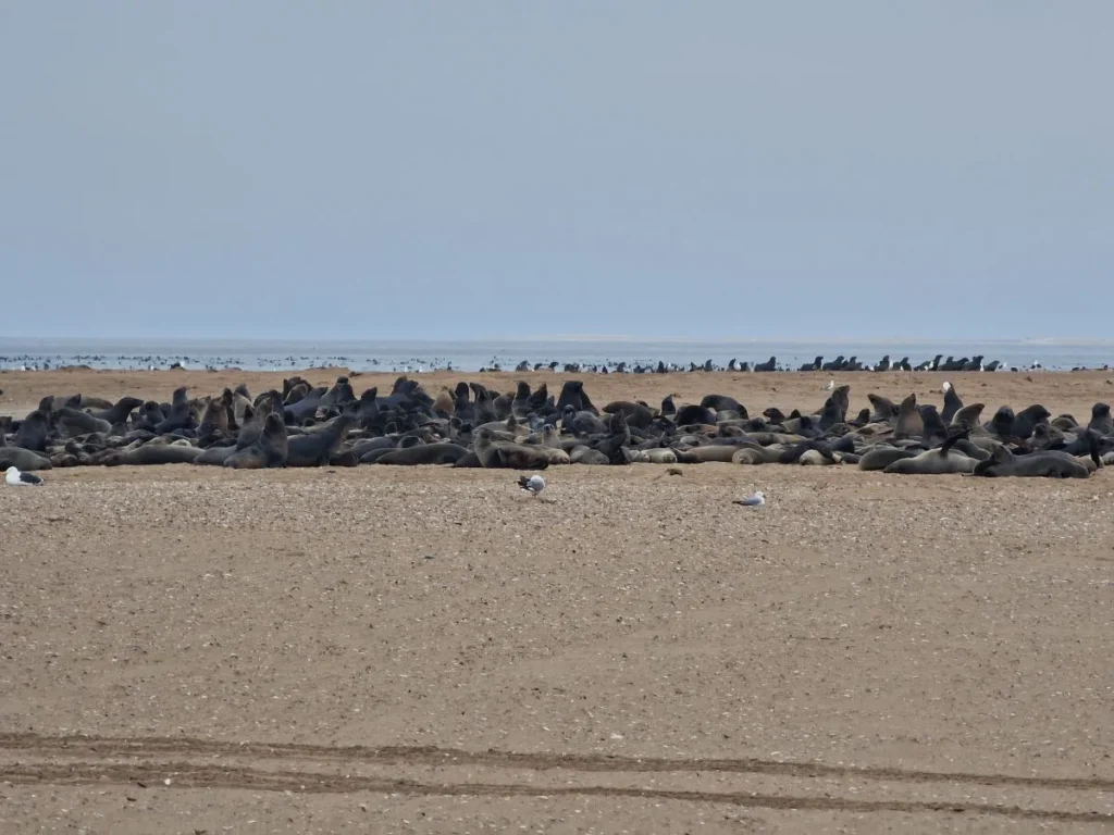 walvisbay namibie