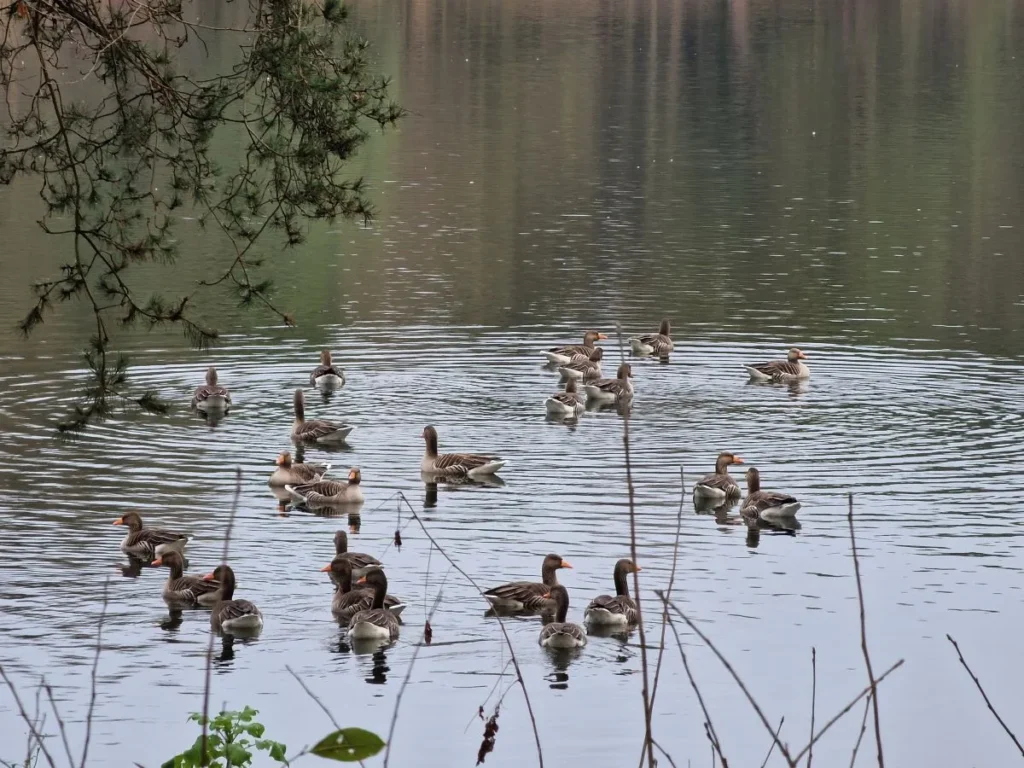 wandeling bij IJzeren man in vught