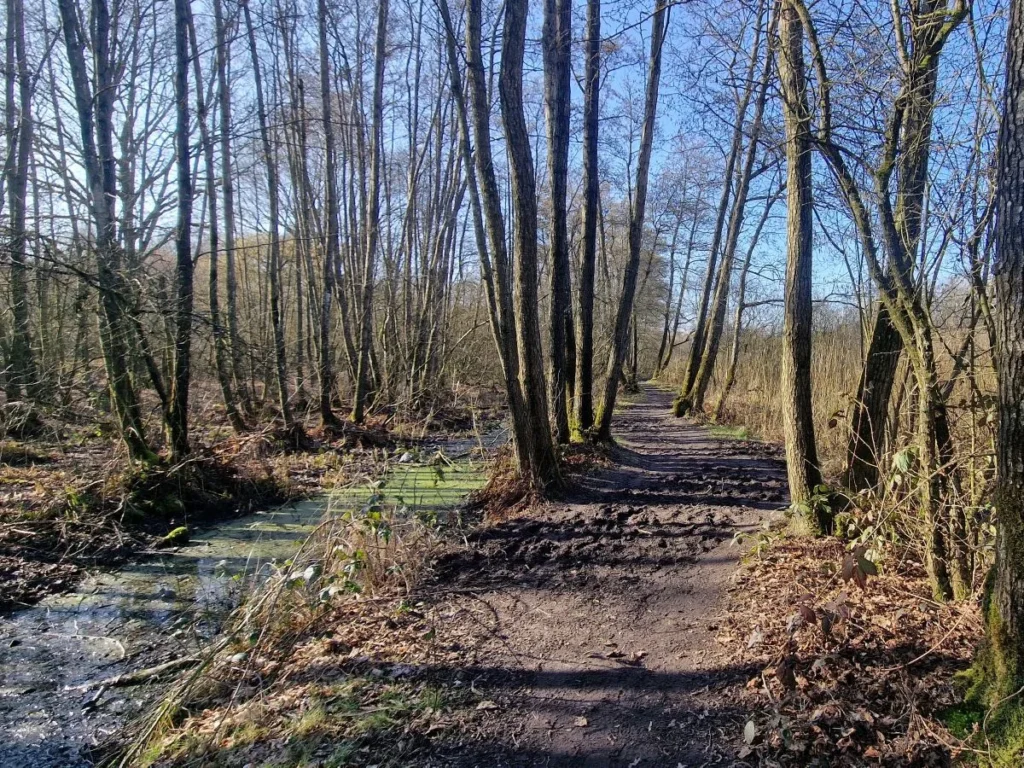 wandelen in de buurt van den bosch