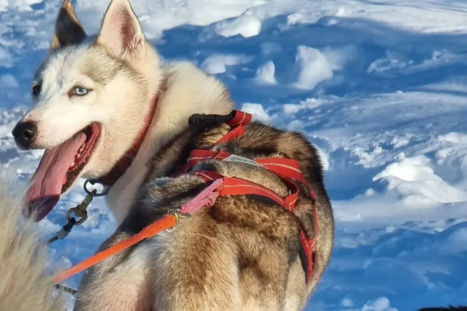 staat een huskytocht lapland ook bij jou op je bucketlist